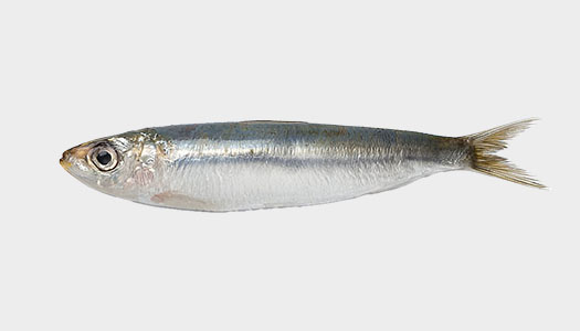 Sardines