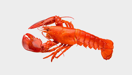 Lobster