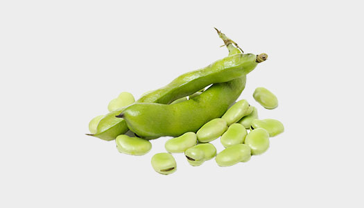 Fava Beans