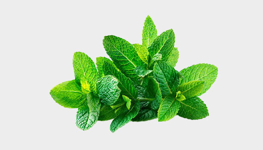 Mint