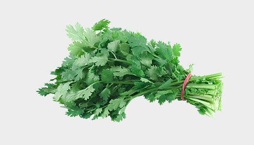 Coriander Leaves